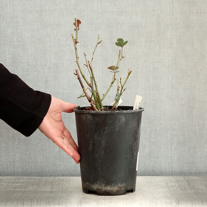 Exemplaar van Rosier à fleurs groupées Love letter Pot de 4L/5L zoals geleverd in de winter