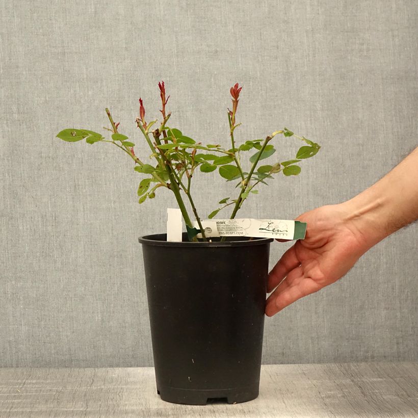 Example of Rosa Love Letter - Trosroos Pot van 4 l/5 l as you get in printemps