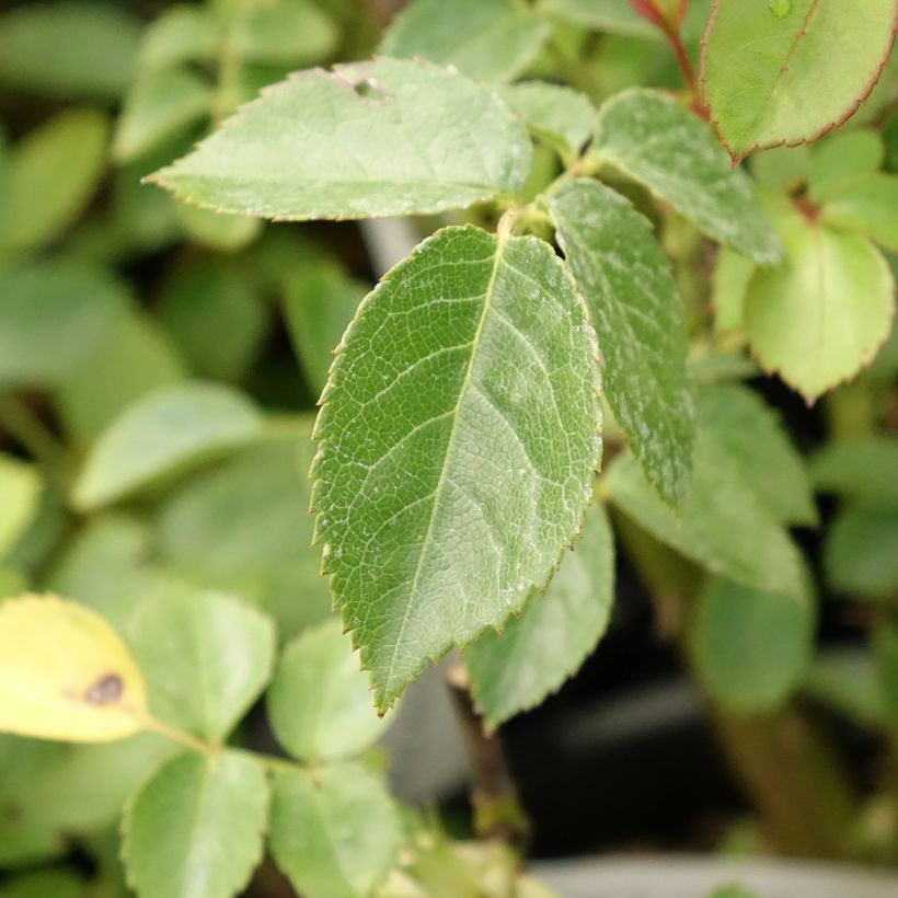 Rosa Marc's Jubilee - Trosroos (Blad)