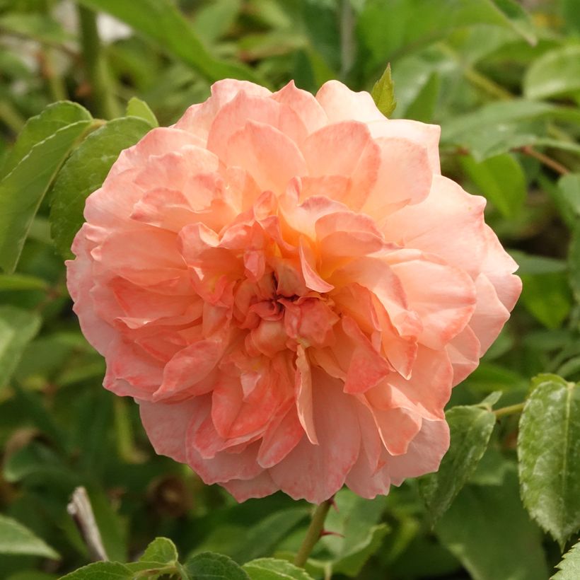Rosa Marc's Jubilee - Trosroos (Bloei)