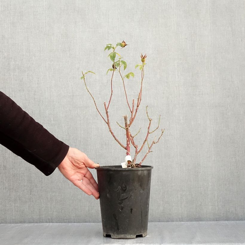 Exemplaar van Rosa Marc's Jubilee - Trosroos Pot van 4 l/5 l zoals geleverd in de herfst