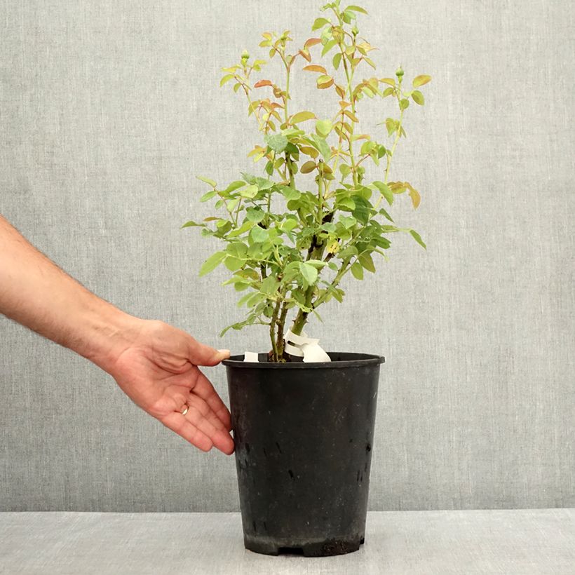 Exemplaar van Rosa Marc's Jubilee - Trosroos Pot van 4 l/5 l zoals geleverd in de zomer