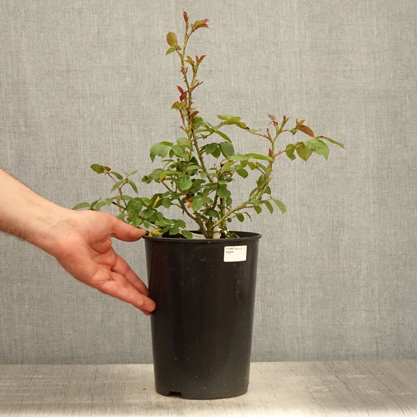 Exemplaar van Rosa Marc's Jubilee - Trosroos Pot van 4 l/5 l zoals geleverd in de lente