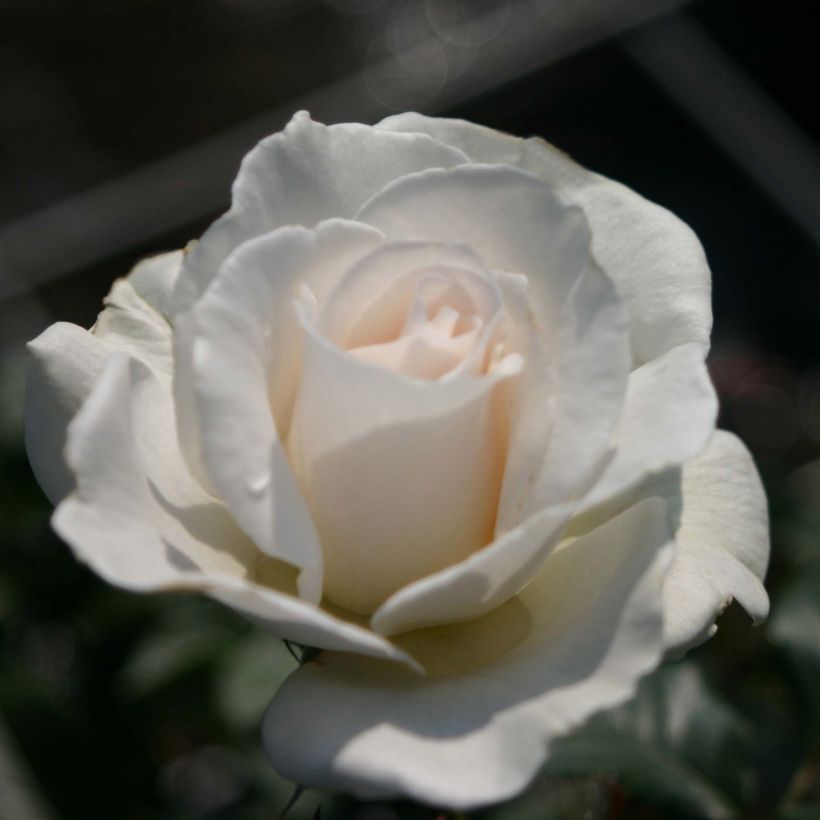 Rosa Margaret Merril - Trosroos (Bloei)