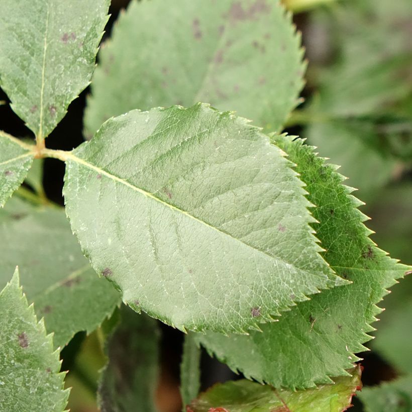 Rosa Margaret Merril - Trosroos (Blad)