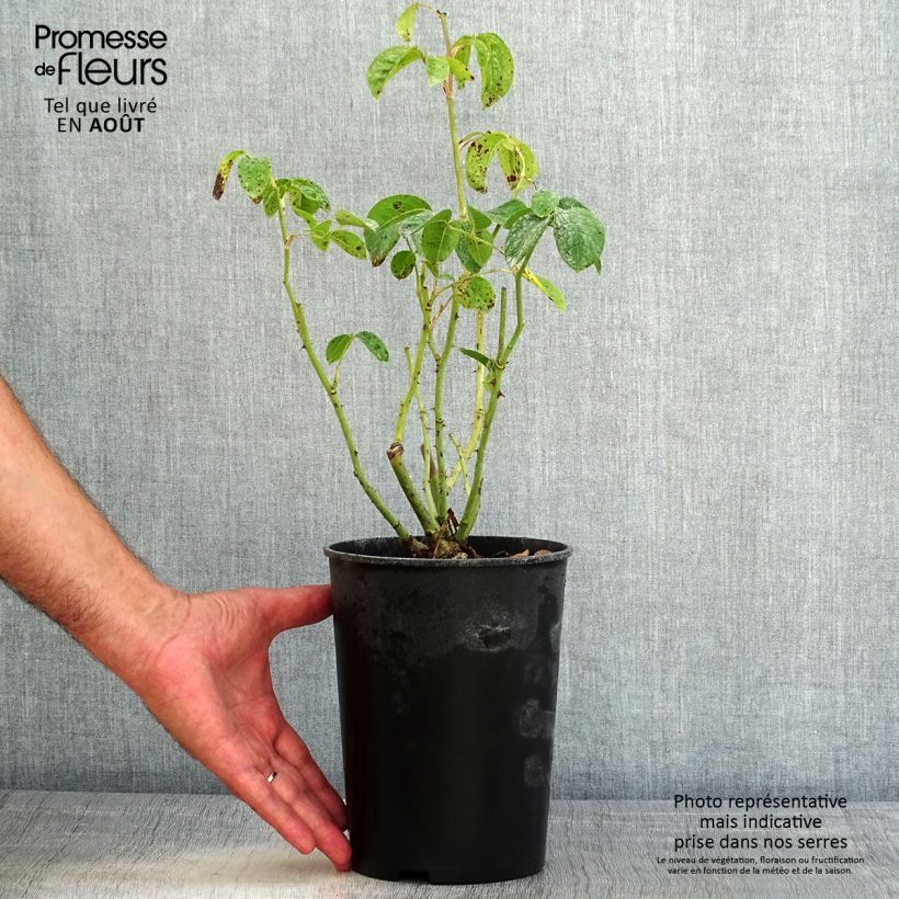 Exemplaar van Rosa Maria Mathilda - Trosroos Pot van 3 l/4 l zoals geleverd in de zomer