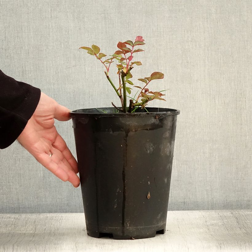 Exemplaar van Rosier à fleurs groupées Maria Mathilda Pot de 3L/4L zoals geleverd in de winter