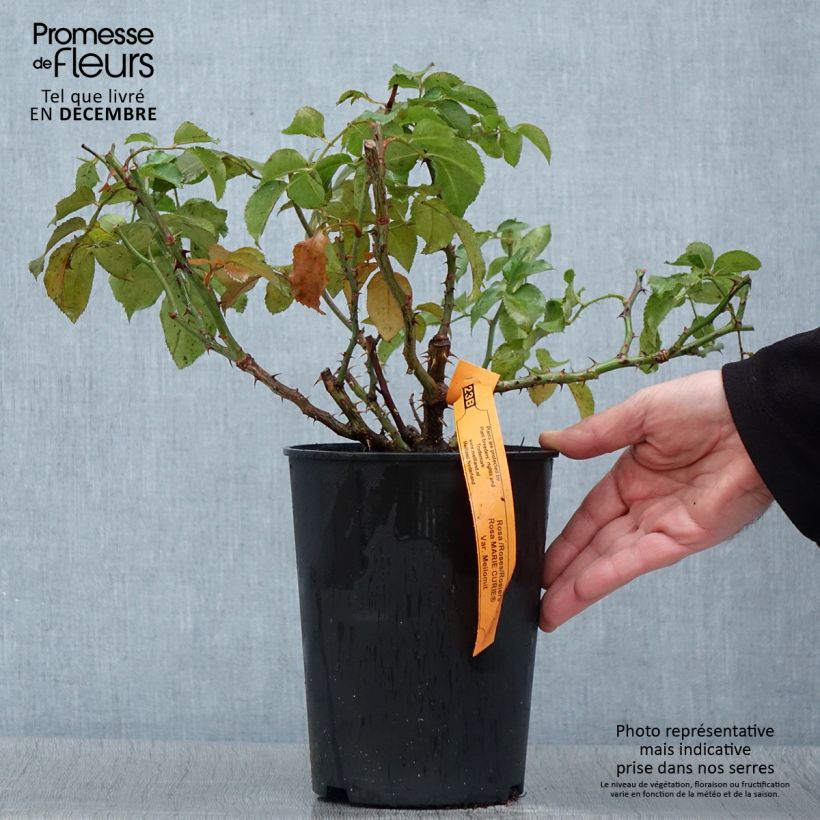 Exemplaar van Rosa Marie Curie - Trosroos Pot van 2 l/3 l zoals geleverd in de herfst