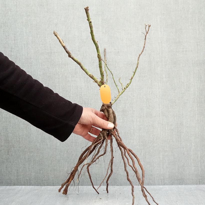 Exemplaar van Rosa Marie Curie - Trosroos Naakte wortel zoals geleverd in de winter