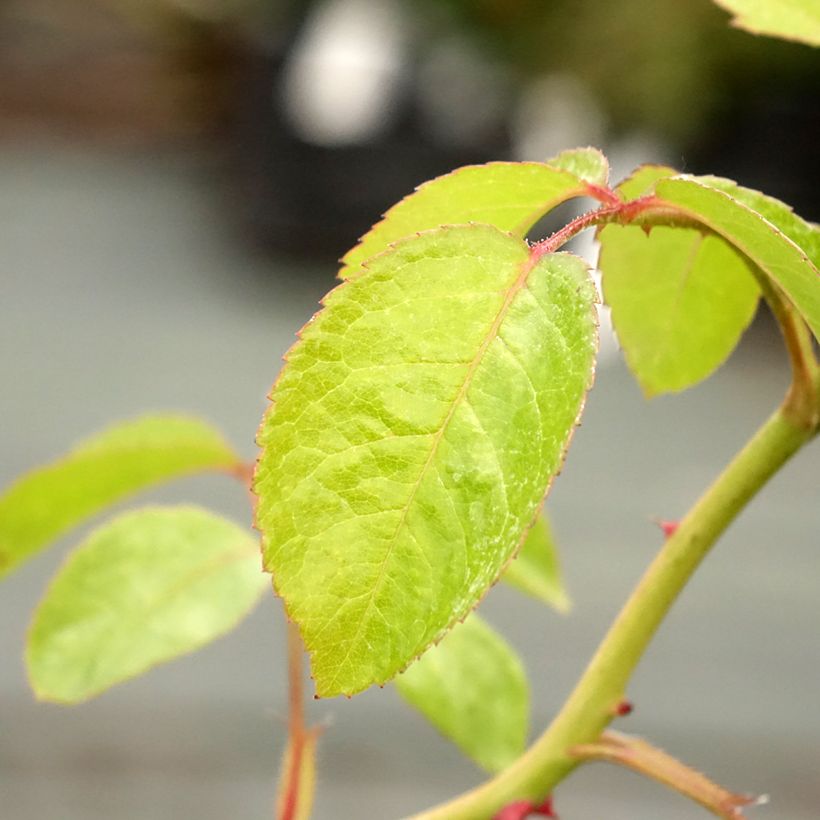 Rosa Marina Picasso - Trosroos (Blad)