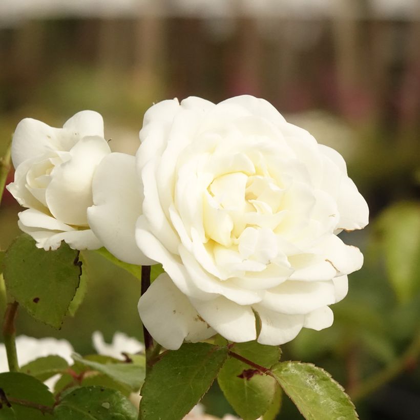 Rosa Marina Picasso - Trosroos (Bloei)
