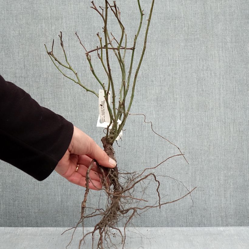 Exemplaar van Rosa Marina Picasso - Trosroos Naakte wortel zoals geleverd in de winter