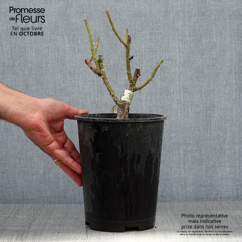 Exemplaar van Rosa Scented Whisper - Trosroos Pot van 4 l/5 l zoals geleverd in de herfst