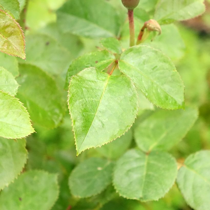 Rosa Scented Whisper - Trosroos (Blad)