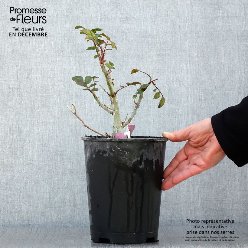 Exemplaar van Rosa Mascaret - Trosroos Pot van 4 l/5 l zoals geleverd in de herfst