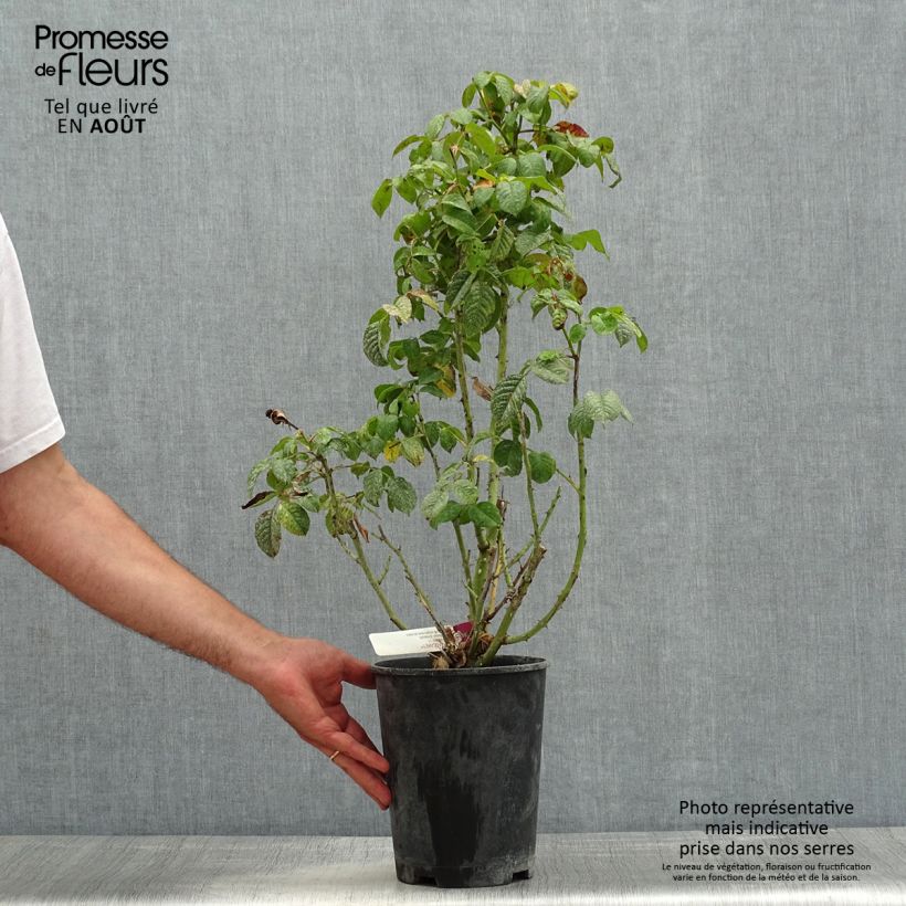 Exemplaar van Rosa Mascaret - Trosroos Pot van 4 l/5 l zoals geleverd in de zomer