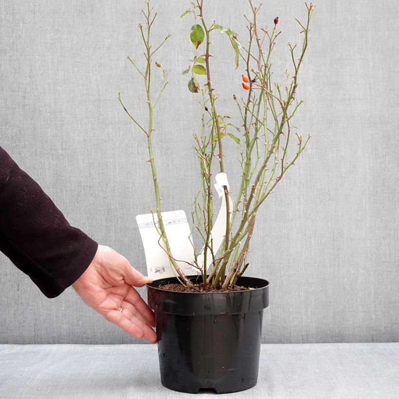 Exemplaar van Rosier à fleurs groupées Mel Bee Pot van 3 l/4 l zoals geleverd in de winter