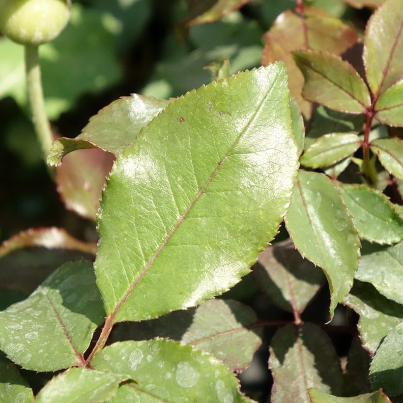 Rosa Message d'Espoir - Trosroos (Blad)
