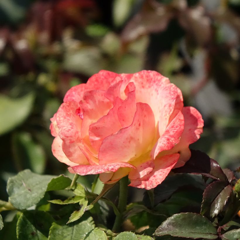 Rosa Message d'Espoir - Trosroos (Bloei)