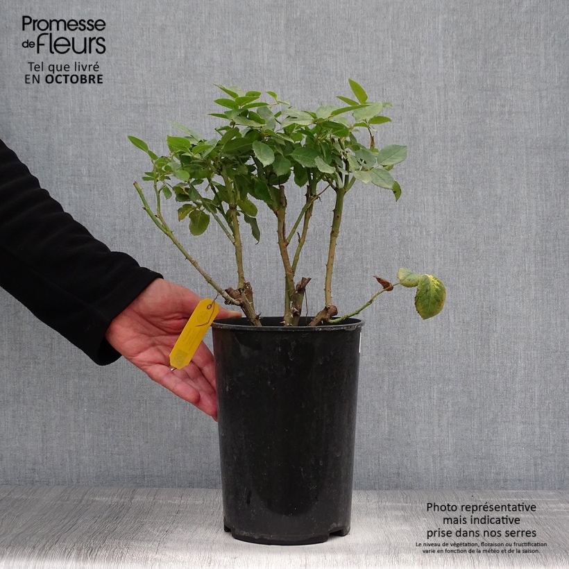 Exemplaar van Rosa Novalis - Trosroos Pot van 4 l/5 l zoals geleverd in de herfst