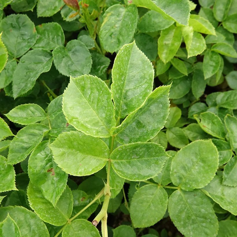 Rosa Off-Load - Trosroos (Blad)