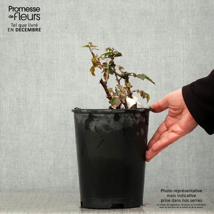 Exemplaar van Rosa Off-Load - Trosroos Pot van 4 l/5 l zoals geleverd in de herfst