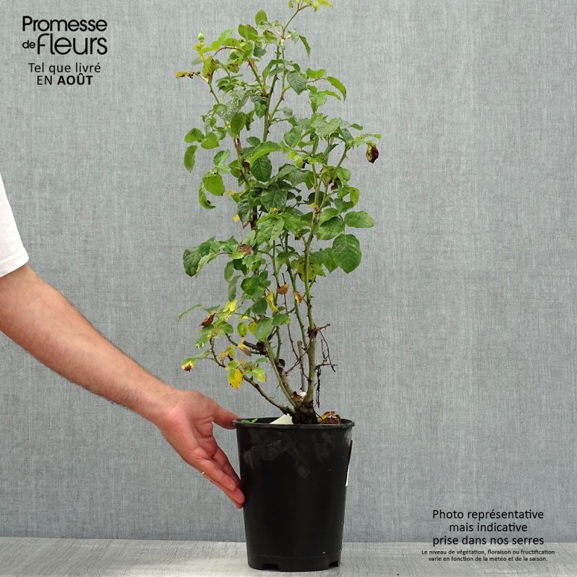 Exemplaar van Rosa Off-Load - Trosroos Pot van 4 l/5 l zoals geleverd in de zomer