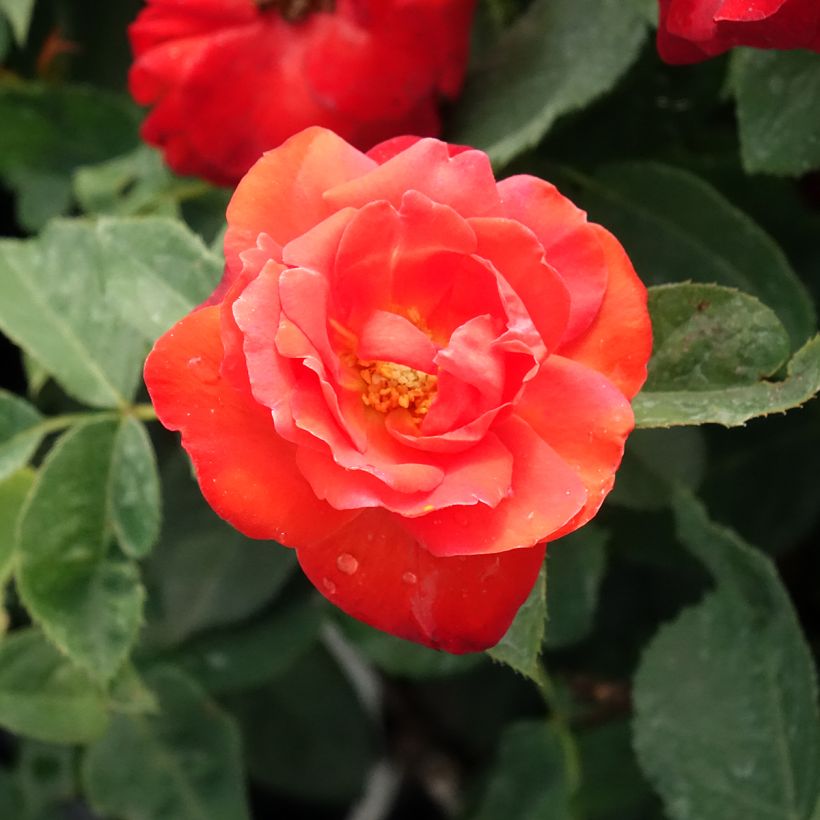 Rosa Orange Sensation - Trosroos (Bloei)