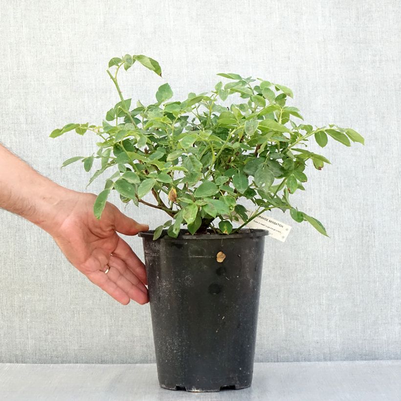 Exemplaar van Rosa Orange Sensation - Trosroos Pot van 4 l/5 l zoals geleverd in de zomer