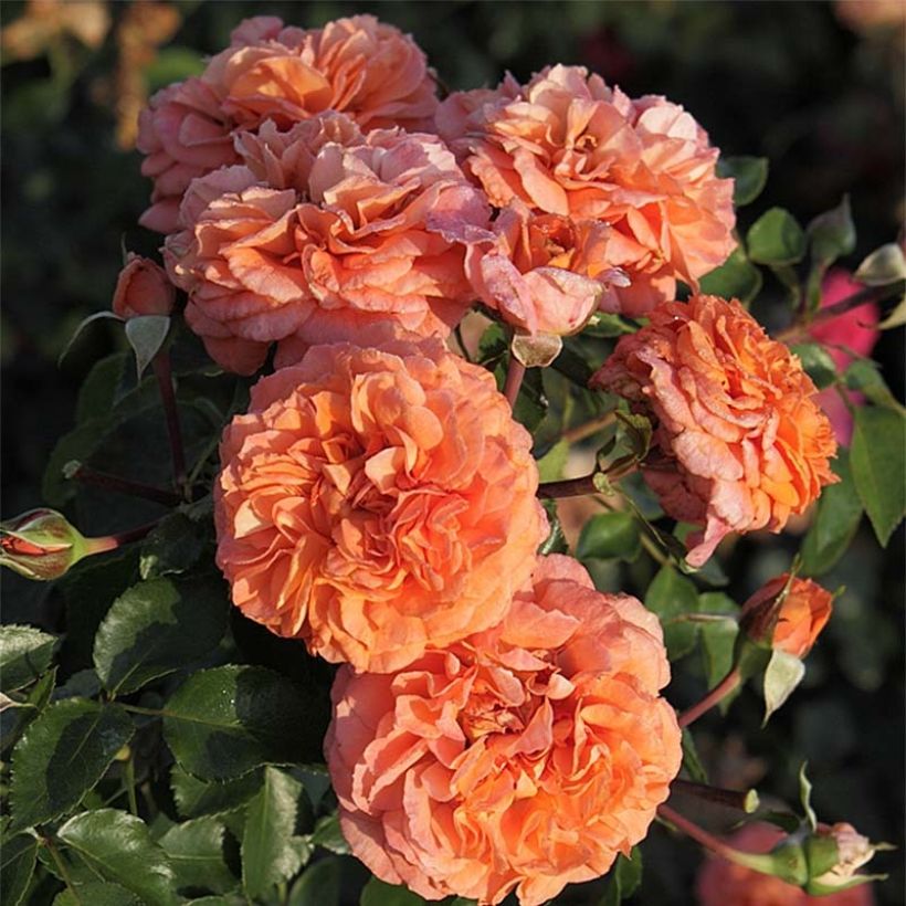 Rosa Orangerie - Trosroos (Bloei)