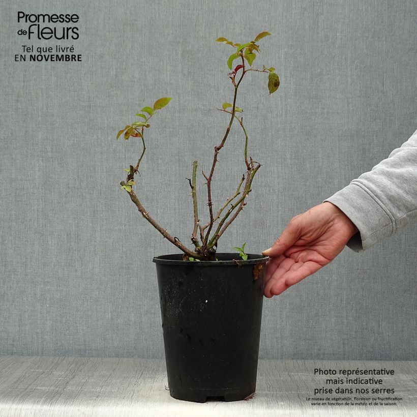 Exemplaar van Rosa Oranges and Lemons - Trosroos Pot van 2 l/3 l zoals geleverd in de herfst