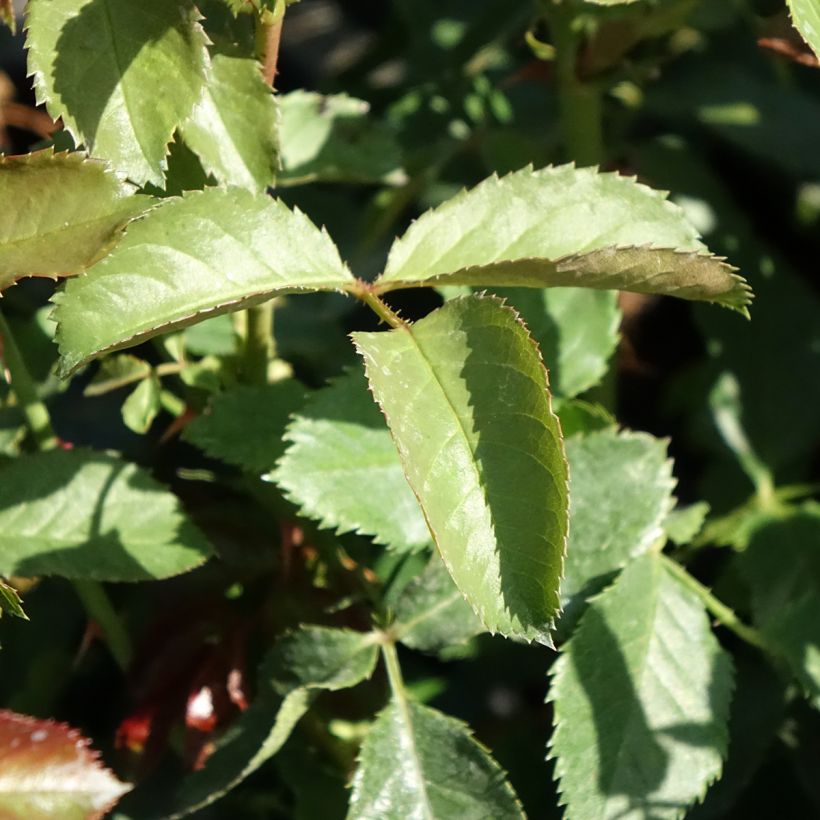 Rosa Oranges and Lemons - Trosroos (Blad)