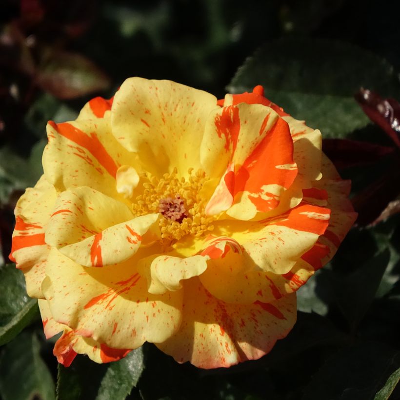 Rosa Oranges and Lemons - Trosroos (Bloei)