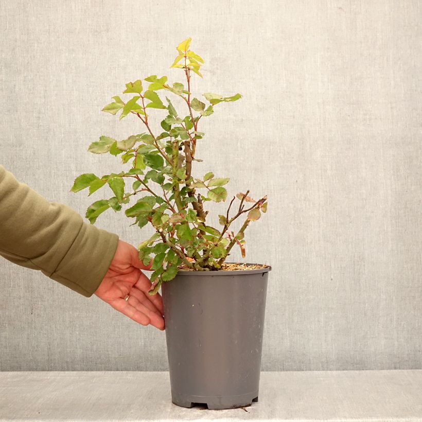 Exemplaar van Rosa ORIGAMI - Trosroos Pot van 4 l/5 l zoals geleverd in de lente