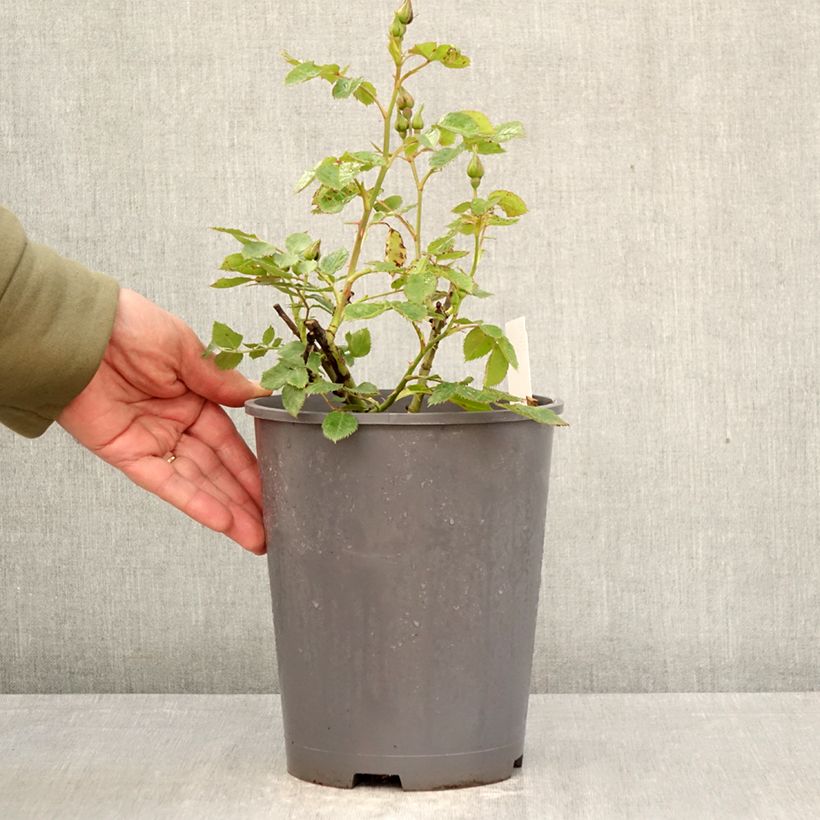 Exemplaar van Rosa Blue for You - Trosroos Pot van 4 l/5 l zoals geleverd in de lente