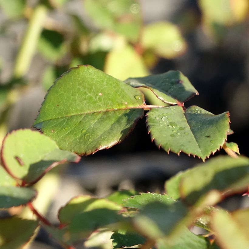 Rosa Park Abbey Rose - Trosroos (Blad)