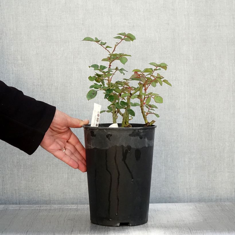 Exemplaar van Rosier à fleurs groupées Park Abbey Rose Pot de 4L/5L zoals geleverd in de herfst