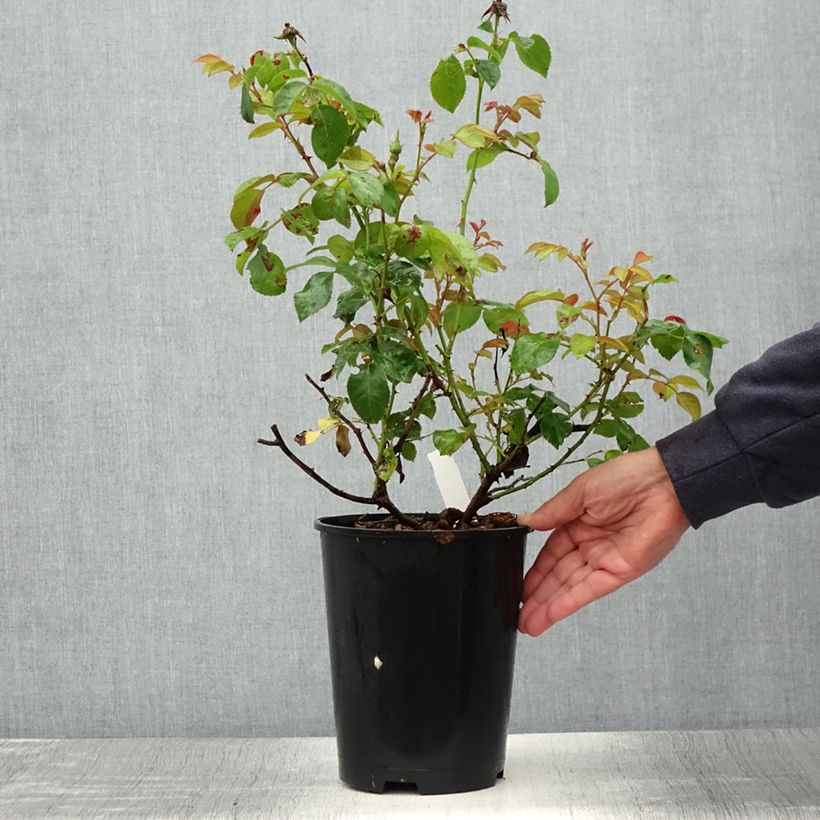 Exemplaar van Rosa Eyes on Me - Struikroos Pot van 4 l/5 l zoals geleverd in de zomer
