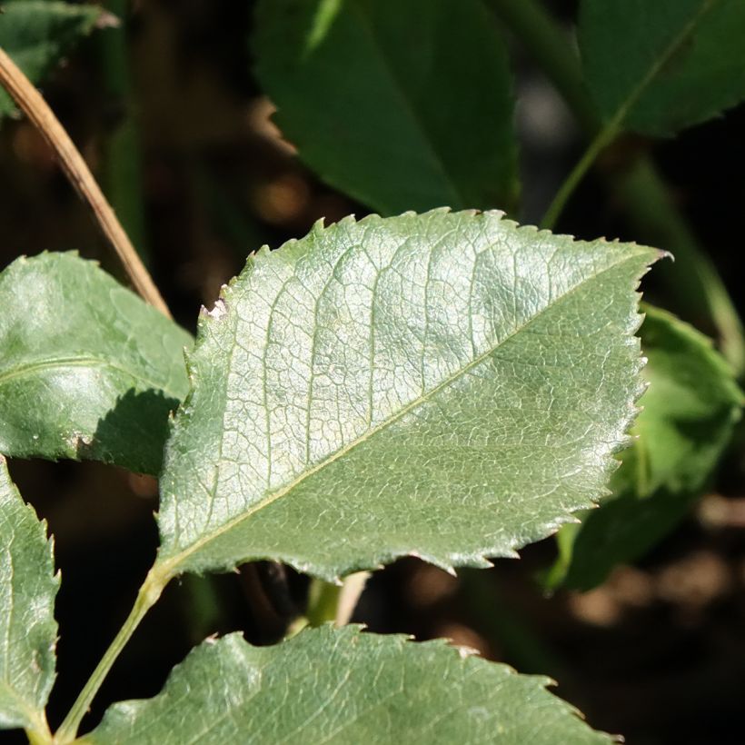 Rosa Pernille Poulsen - Trosroos (Blad)