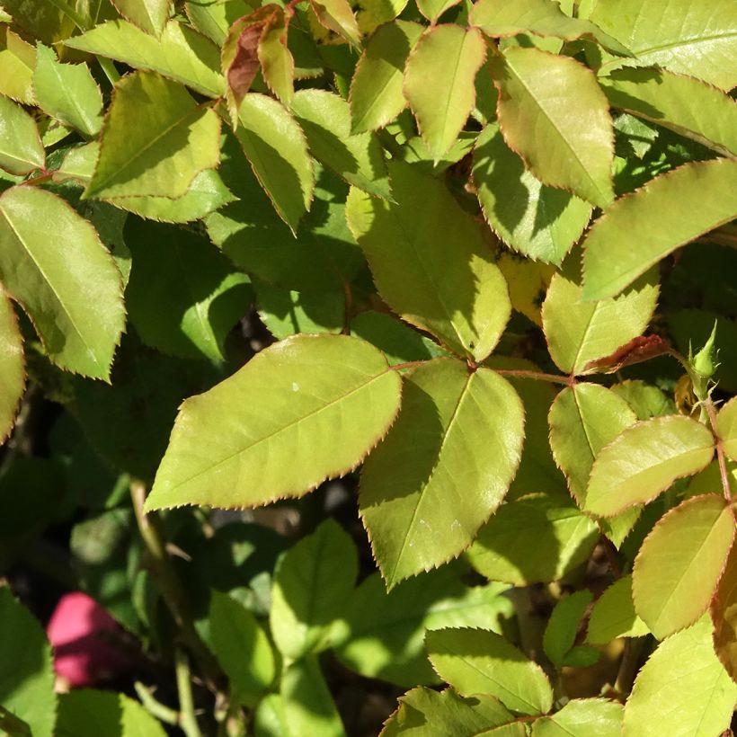 Rosa Pick'n Go - Trosroos (Blad)