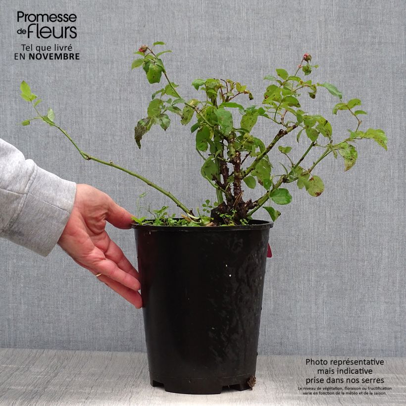 Exemplaar van Rosa Pick'n Go - Trosroos Pot van 4 l/5 l zoals geleverd in de herfst