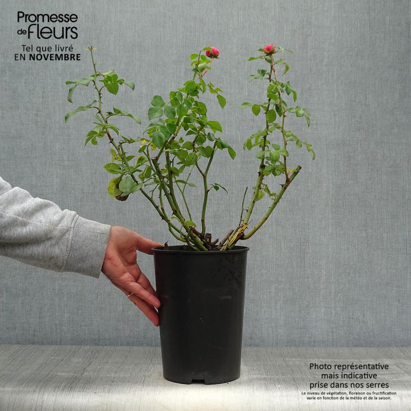 Exemplaar van Rosa Pomponella - Trosroos Pot van 4 l/5 l zoals geleverd in de herfst