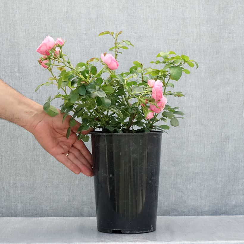 Exemplaar van Rosa Pomponella - Trosroos Pot van 4 l/5 l zoals geleverd in de zomer