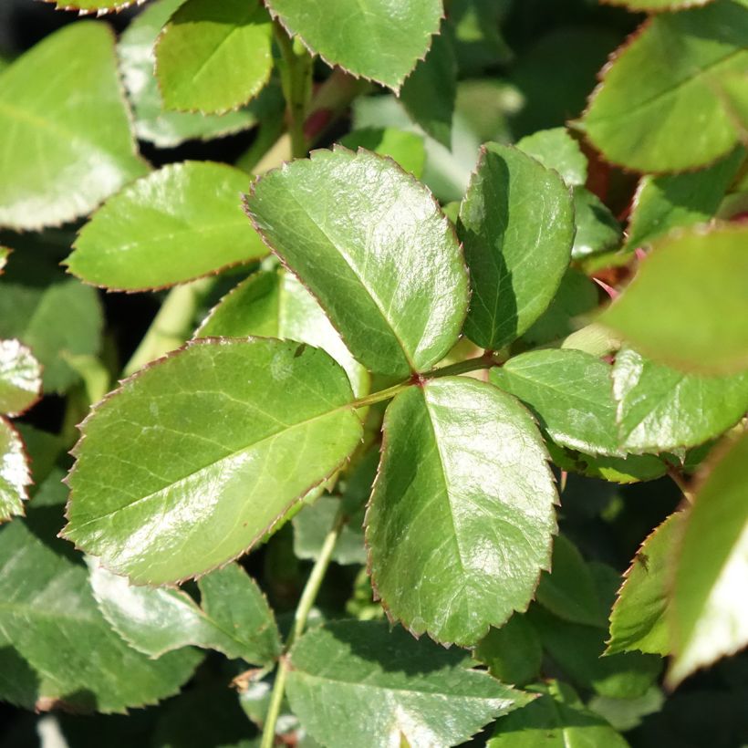 Rosa Pomponella - Trosroos (Blad)