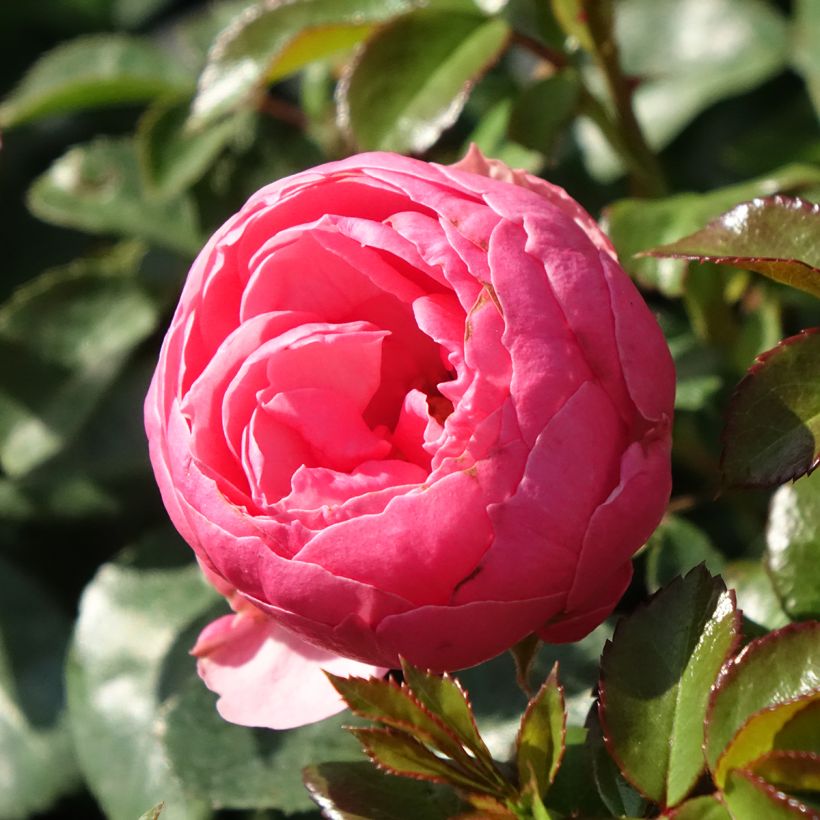 Rosa Pomponella - Trosroos (Bloei)