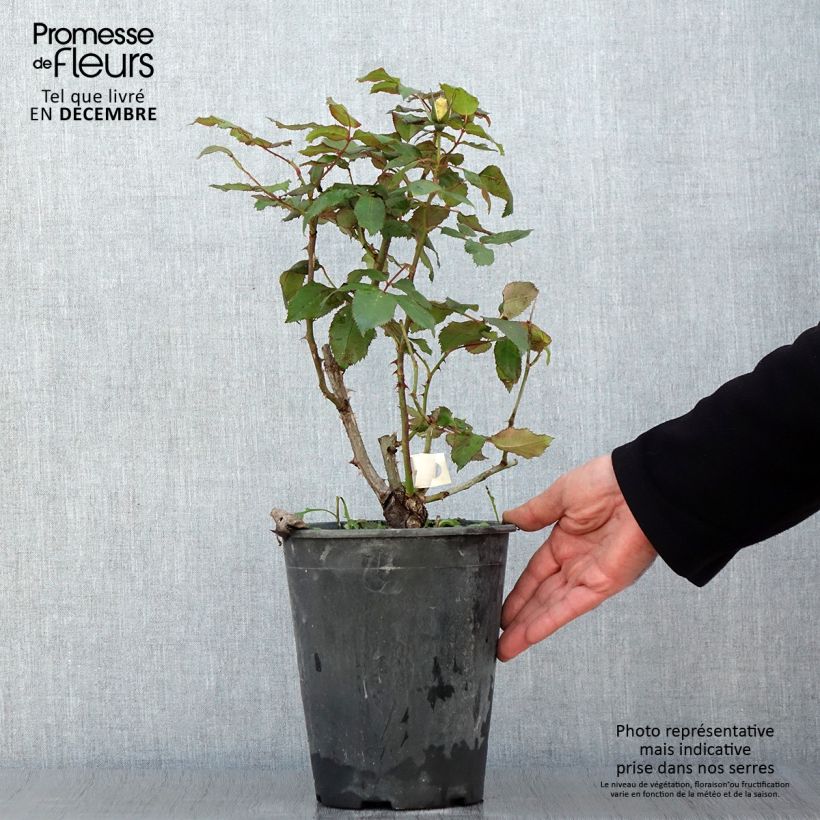Exemplaar van Rosa Quinte Flush - Trosroos Pot van 4 l/5 l zoals geleverd in de herfst