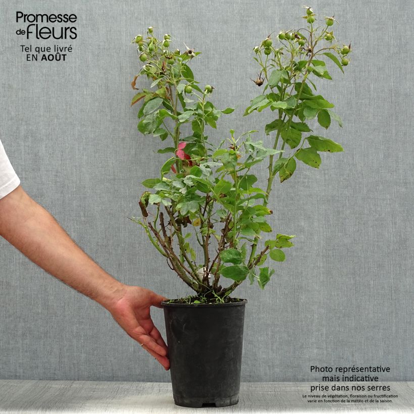 Exemplaar van Rosa Quinte Flush - Trosroos Pot van 4 l/5 l zoals geleverd in de zomer