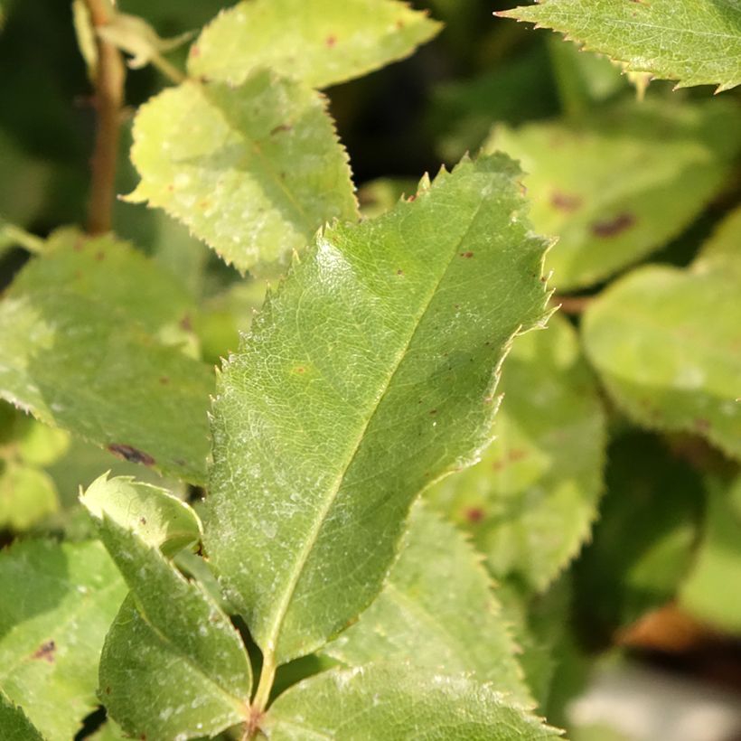 Rosa Quinte Flush - Trosroos (Blad)