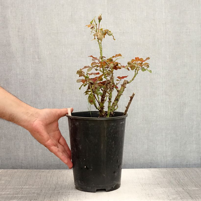 Exemplaar van Rosa Remembrance - Trosroos Pot van 2 l/3 l zoals geleverd in de zomer