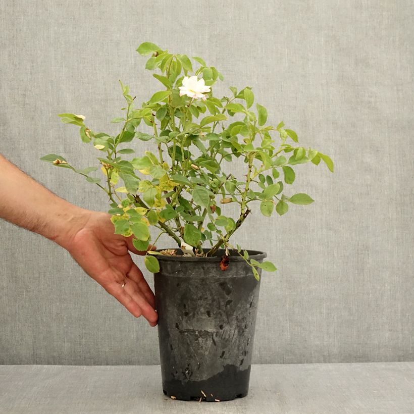Exemplaar van Rosa Rose de la Petite Chabotte - Trosroos Pot van 4 l/5 l zoals geleverd in de zomer